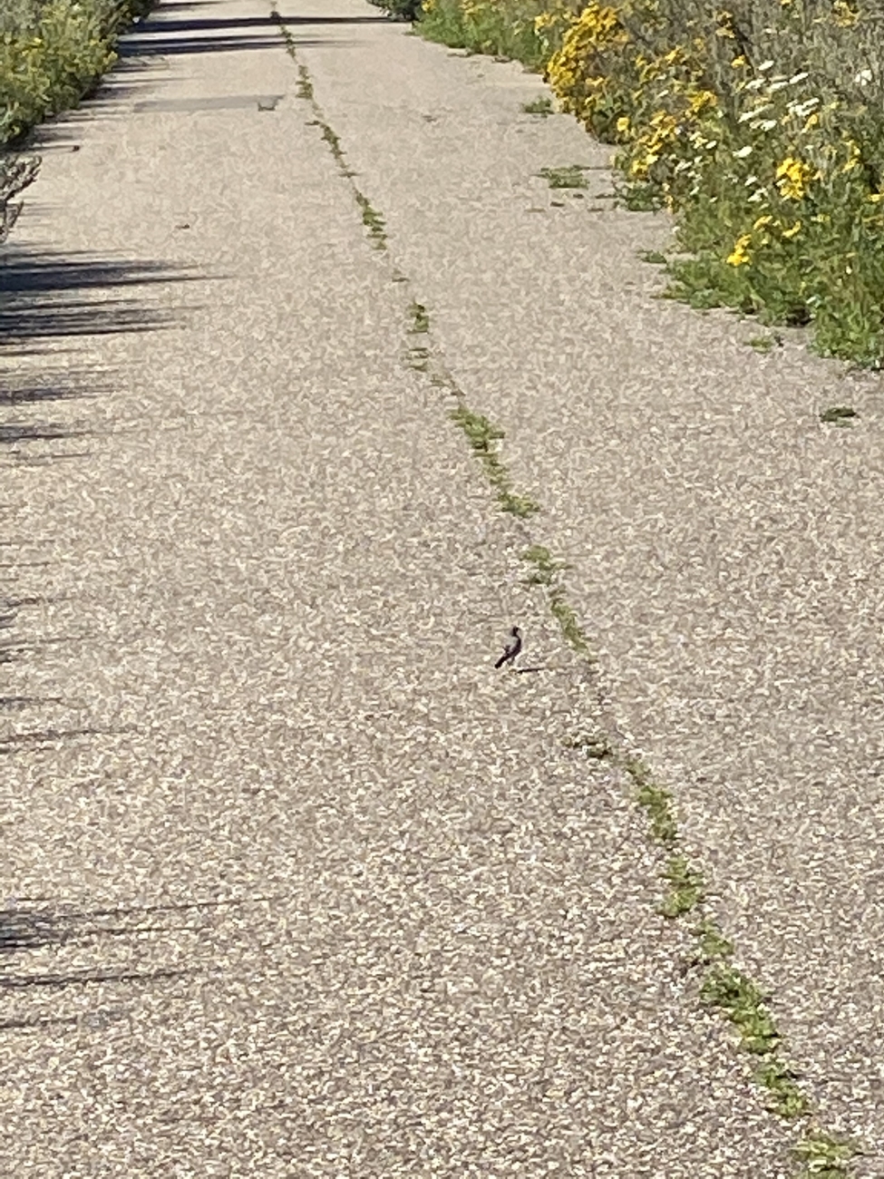 Blauwborst op bezoek