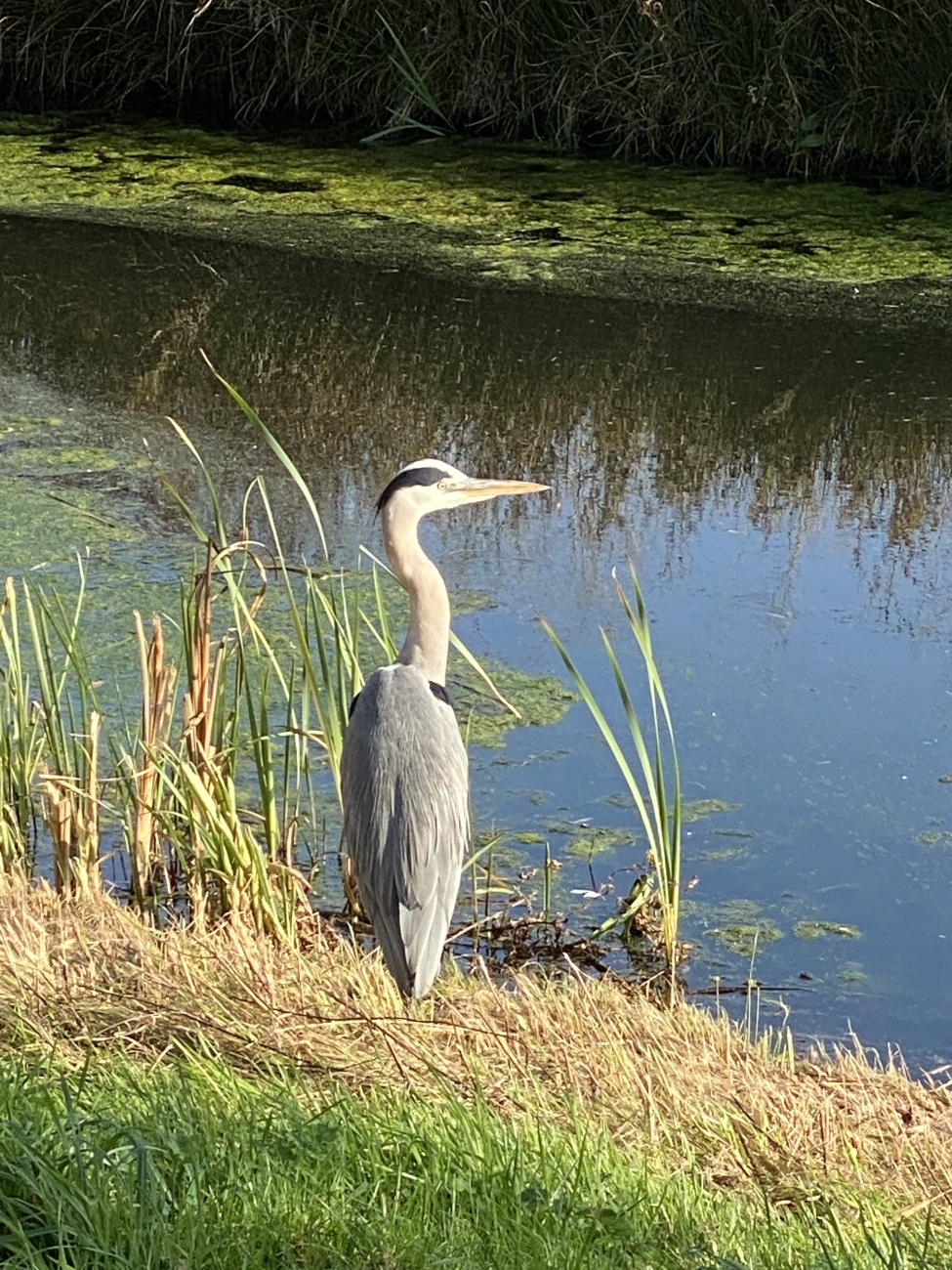 De reiger let goed op