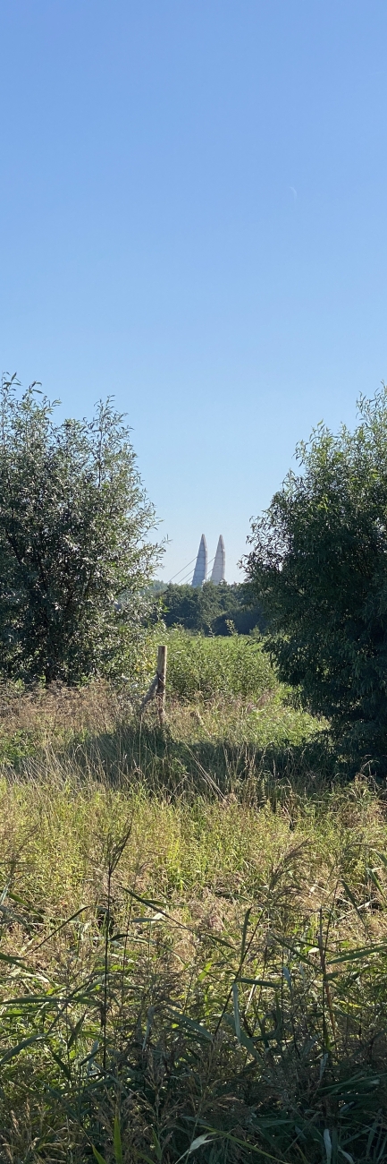 Doorsnede van de brug