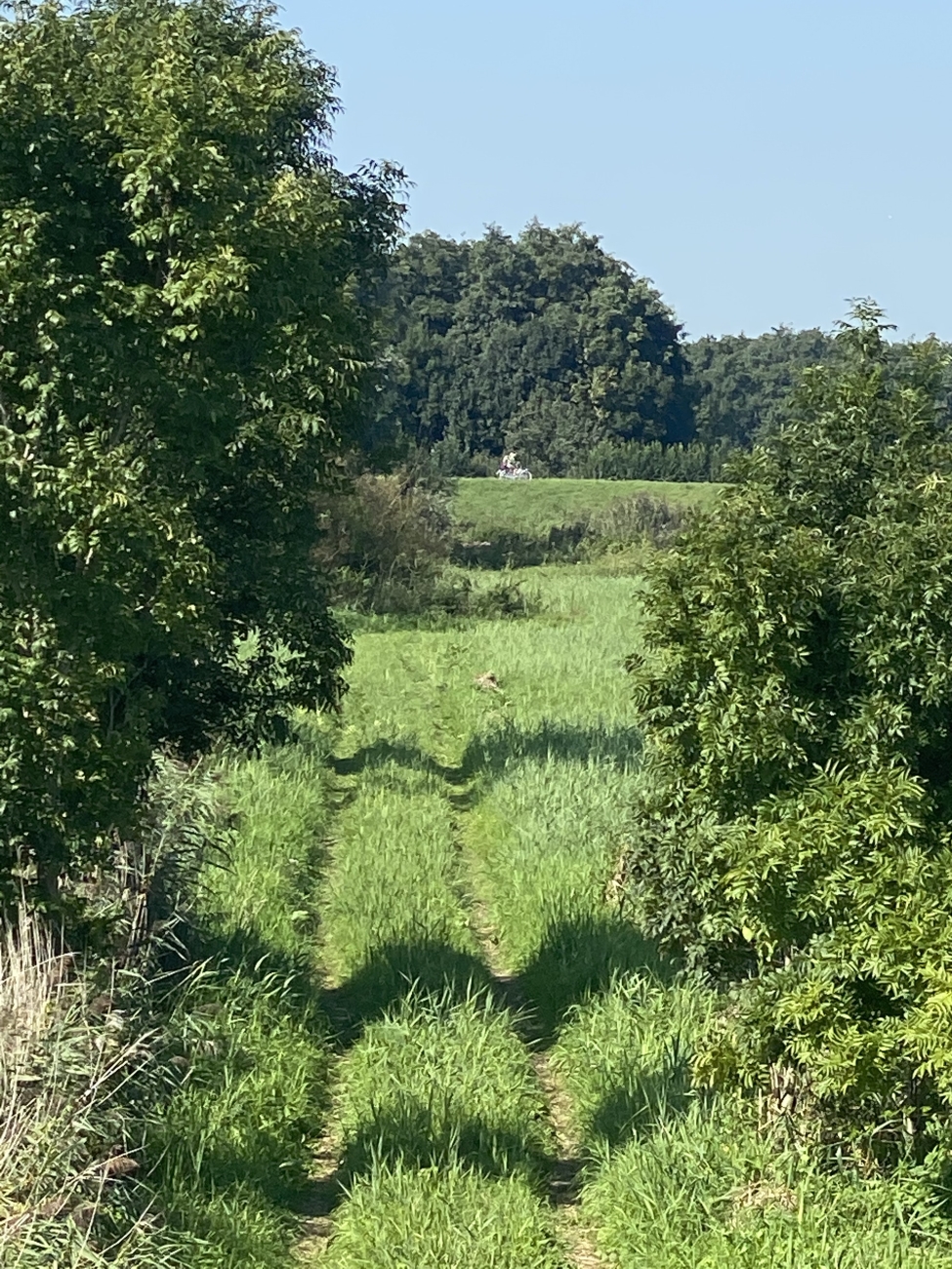 Hert in het gras verstopt (bijna)