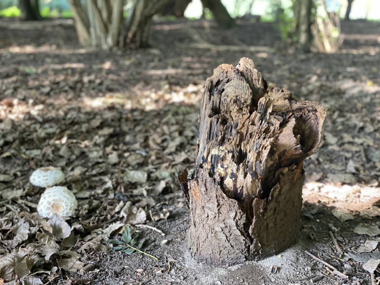 Het einde van een boom