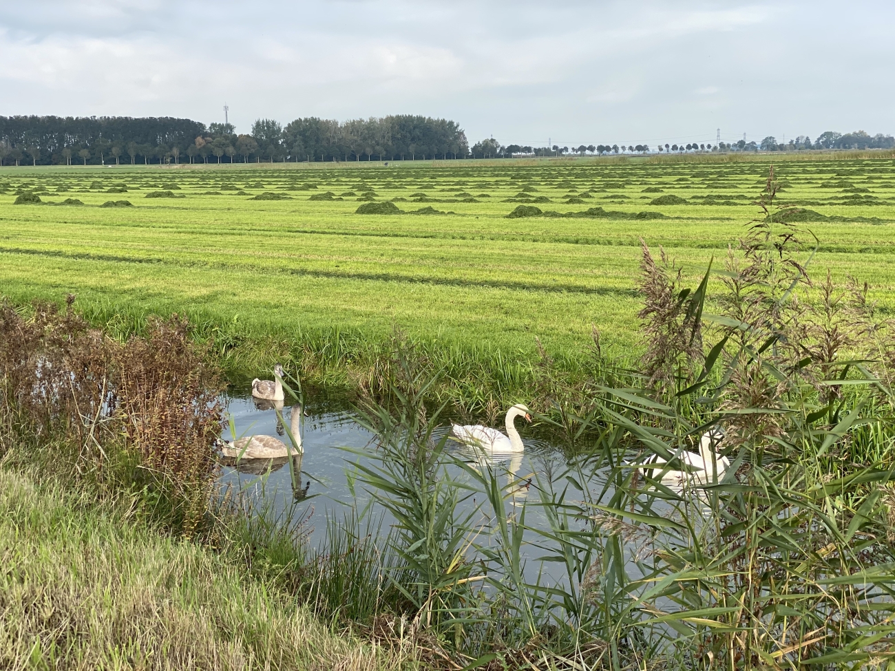 Kinderen worden groot