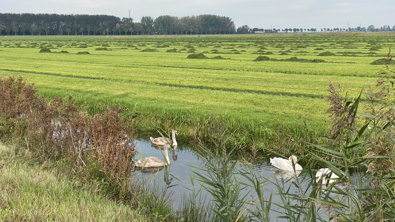 Kinderen worden groot