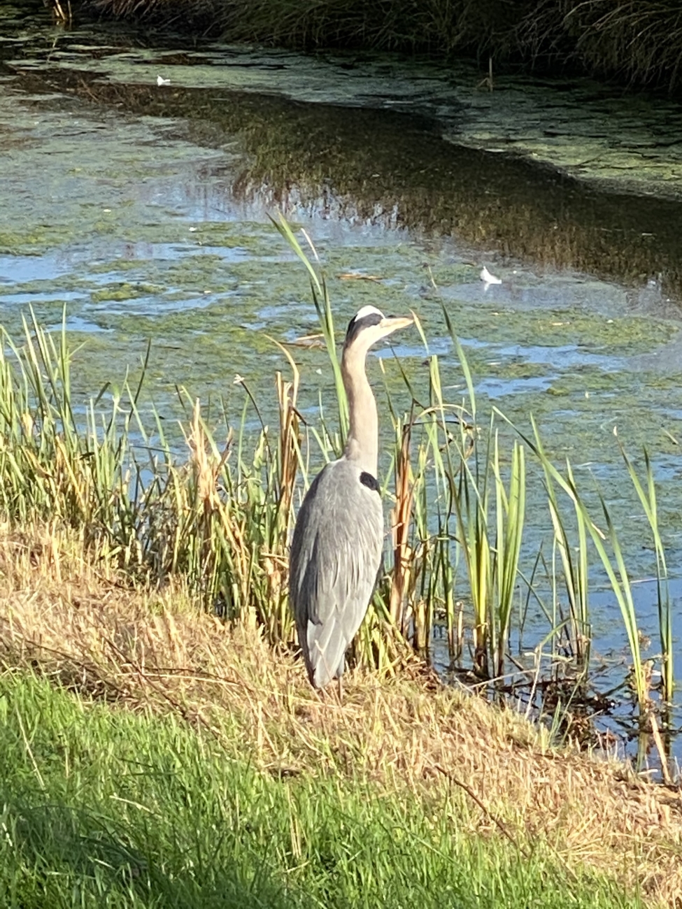 Reiger aanraakbaar