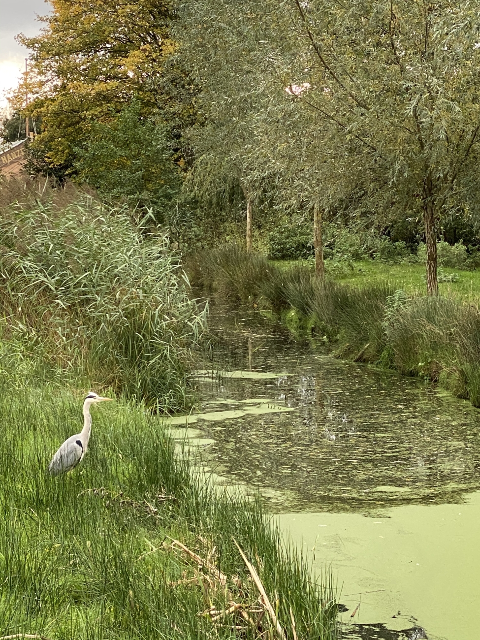 Reiger in het groen