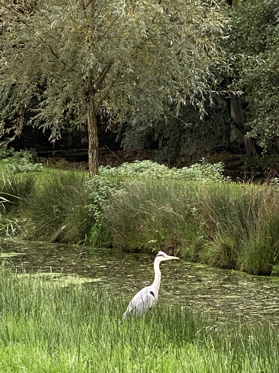 Reiger in nog meer groen
