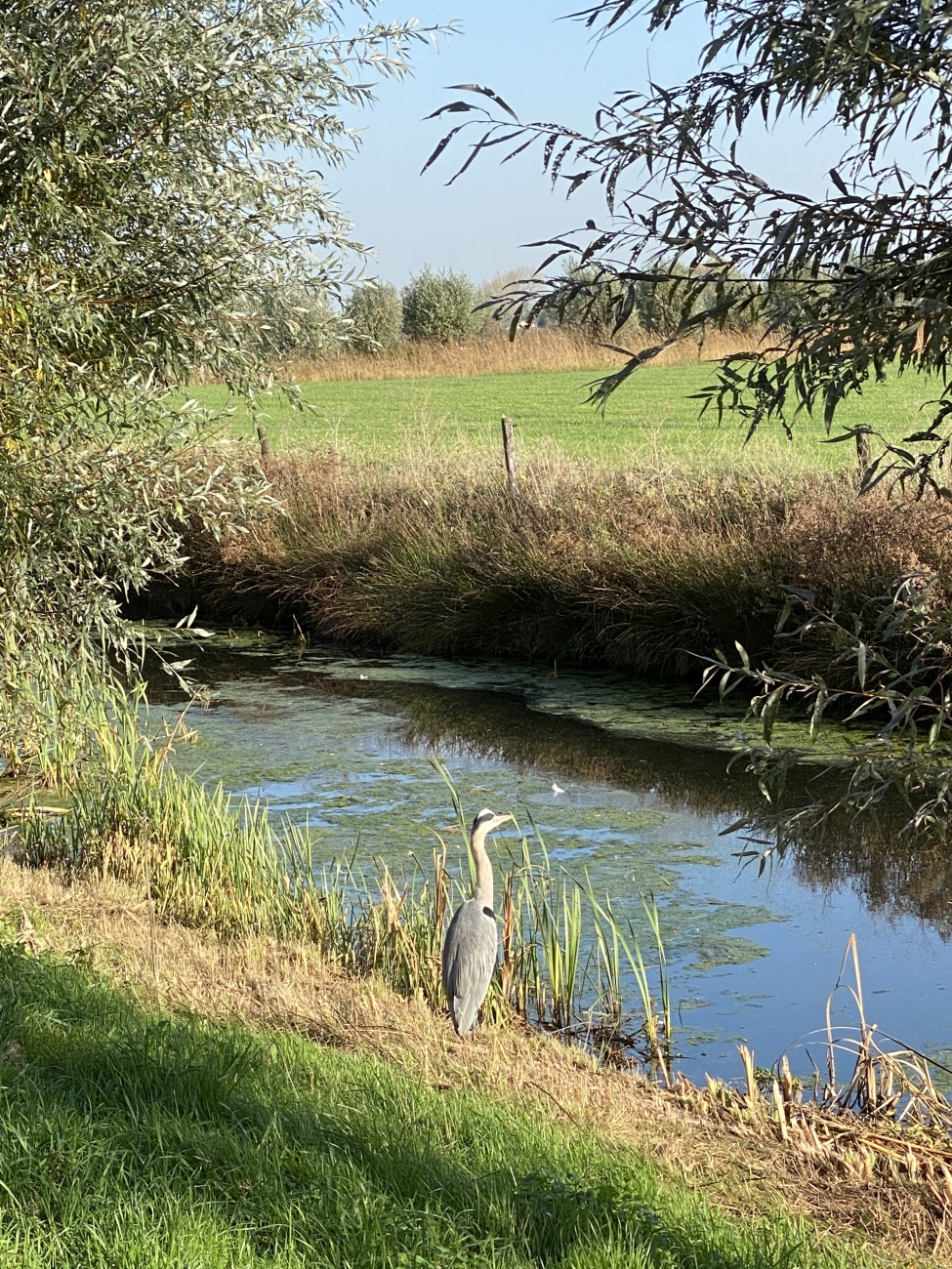 Reiger op de uitkijk