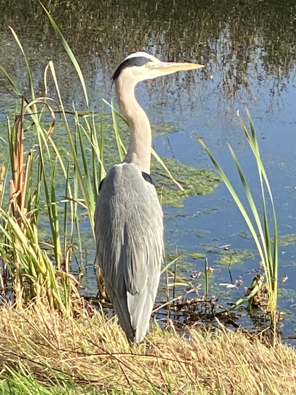 Statiefoto reiger