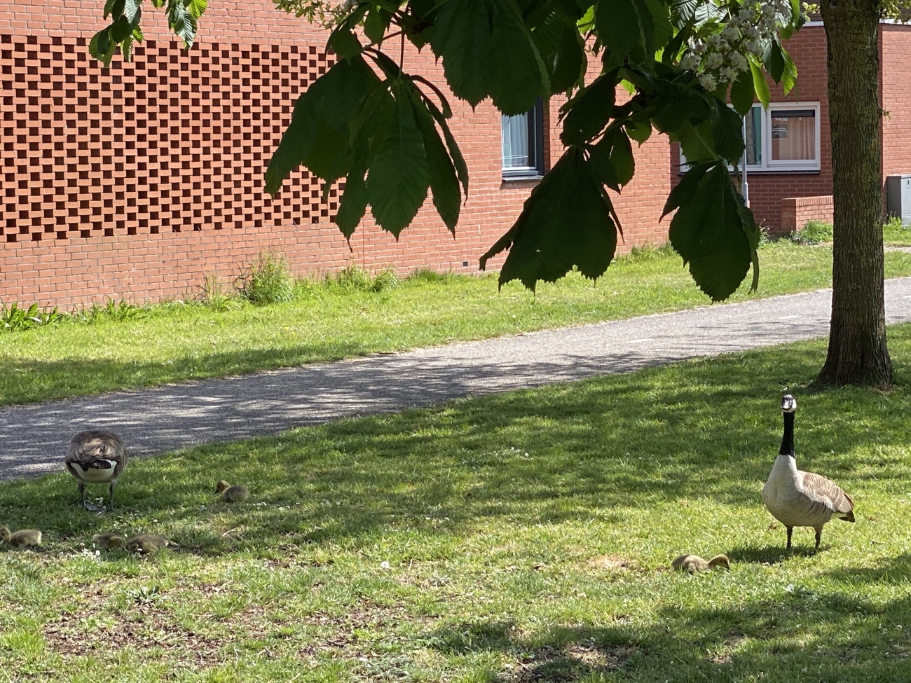 Jong gezin Stadshagen 2