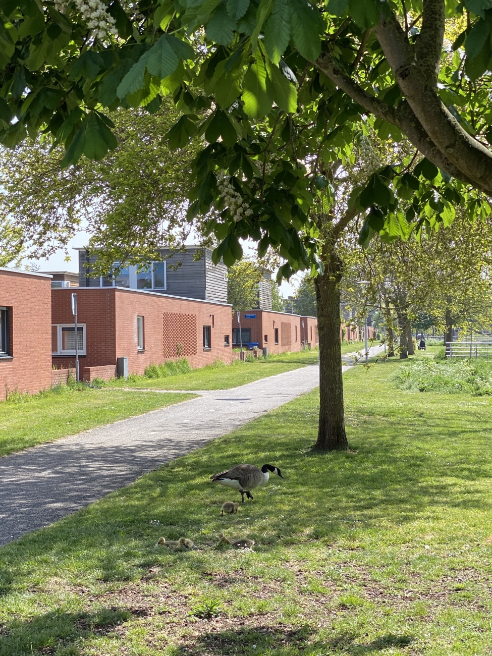 Jong gezin Stadshagen 1