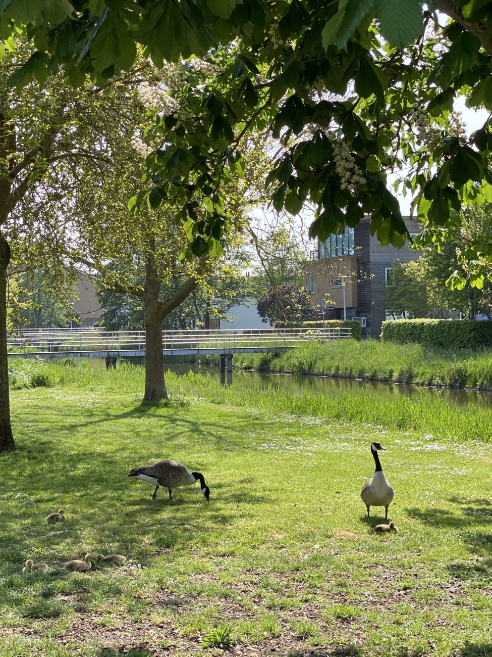 Jong gezin Stadshagen 3