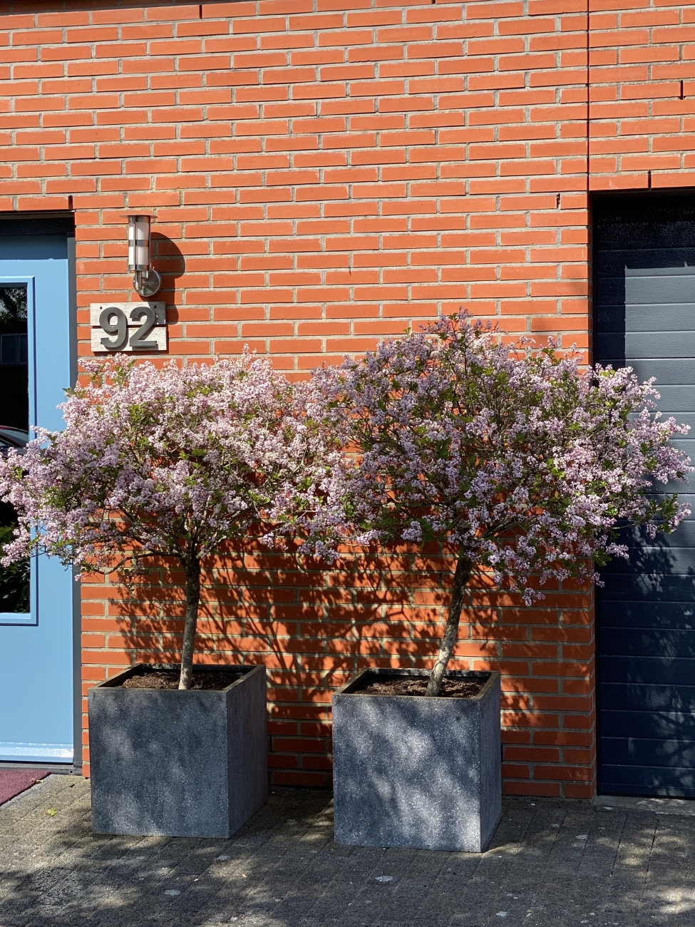 Voorjaarskleuren Goudplevierstrat Stadshagen