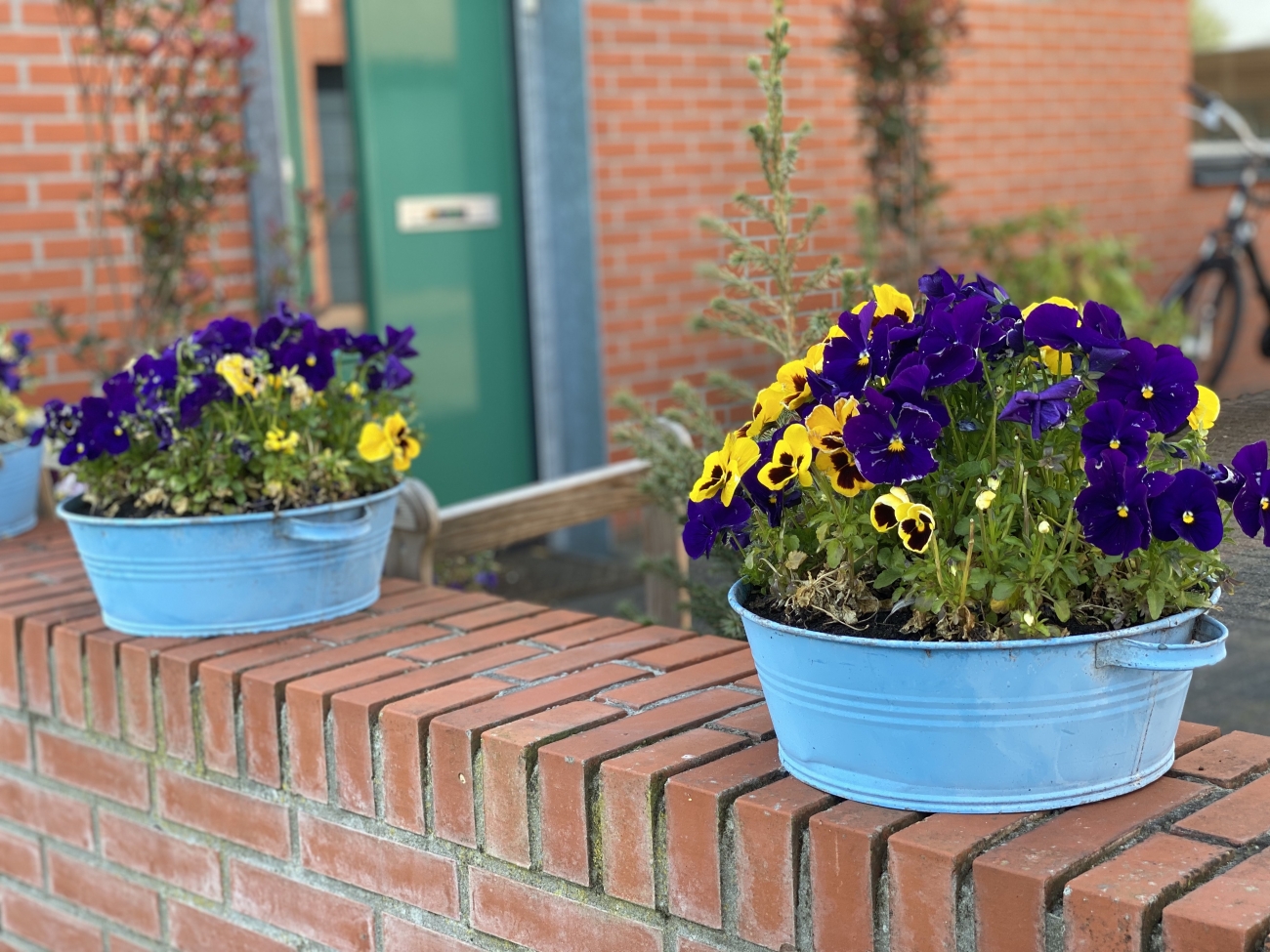 De bloemetjes buiten zetten