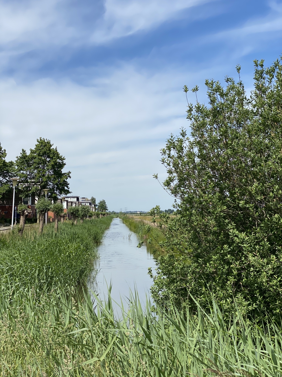 Tussen wijk en weiland in Stadshagen