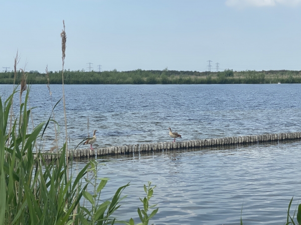 Op de rand van het zwembad in Stadshagen