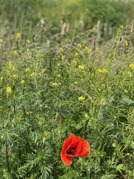 Klapperen in Stadshagen