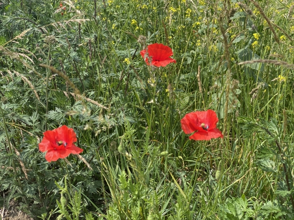 Klapperen met zijn allen in Stadshagen