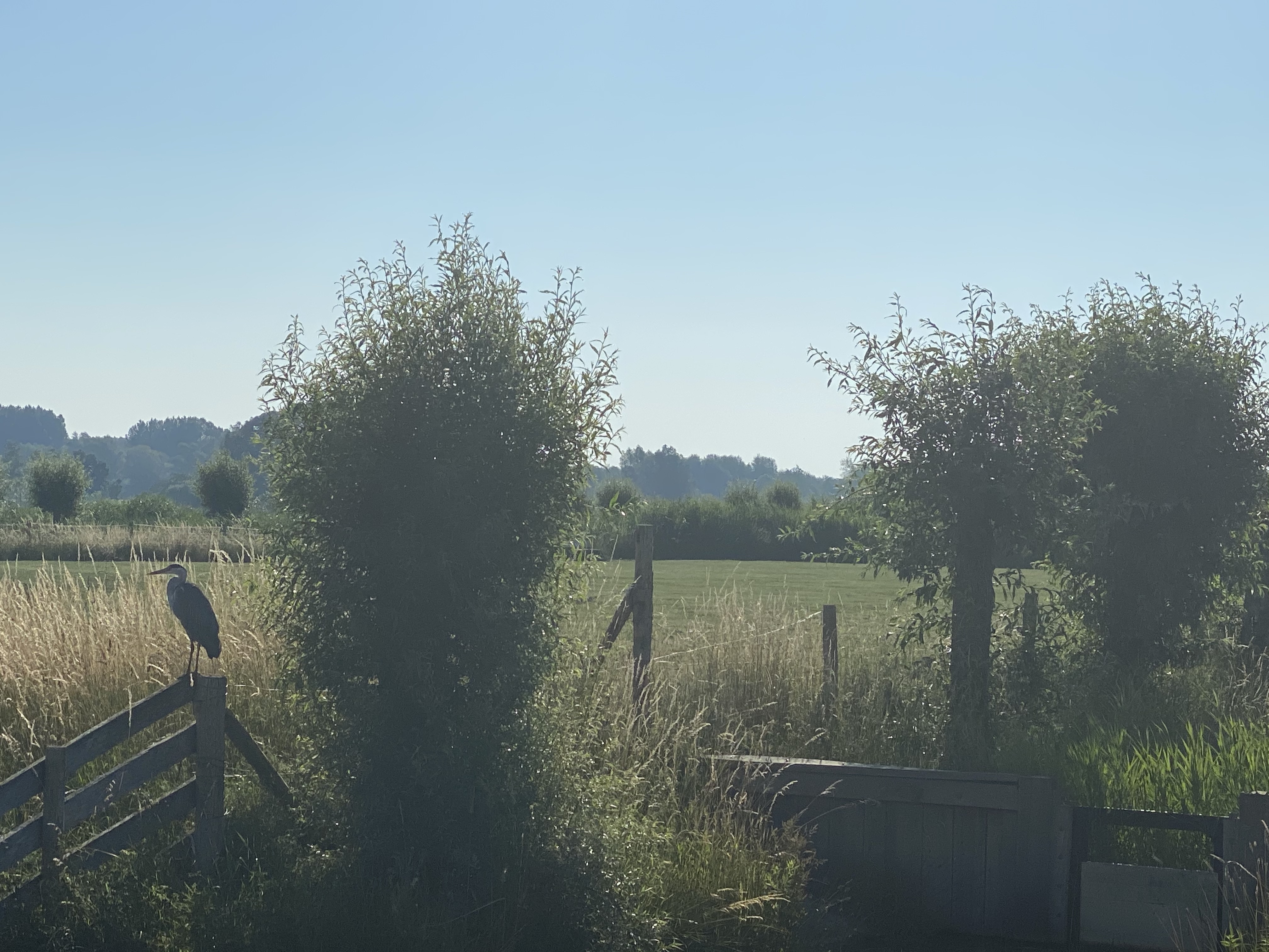 Reiger in Stadshagen