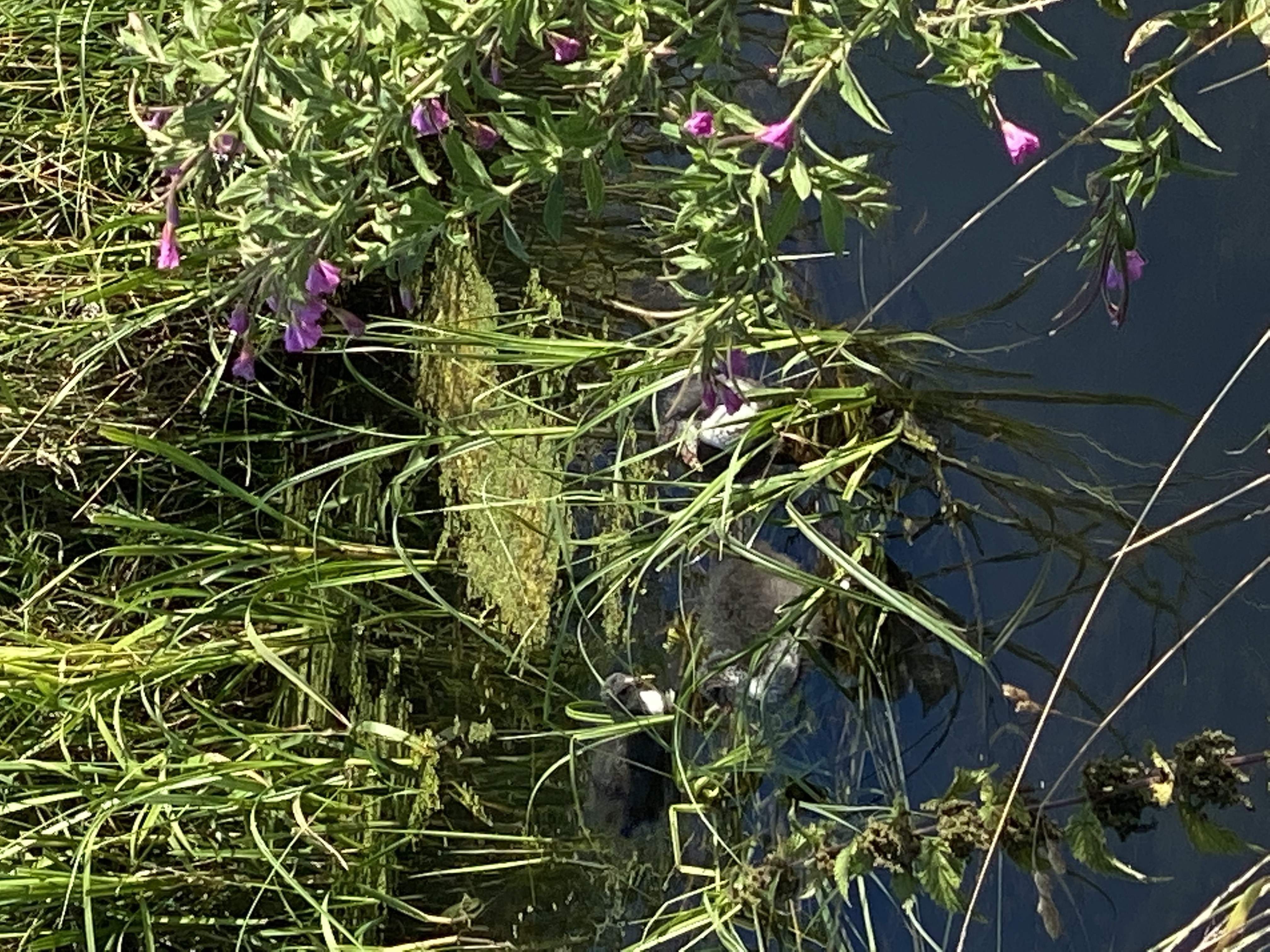 Verborgen geluk in Stadshagen