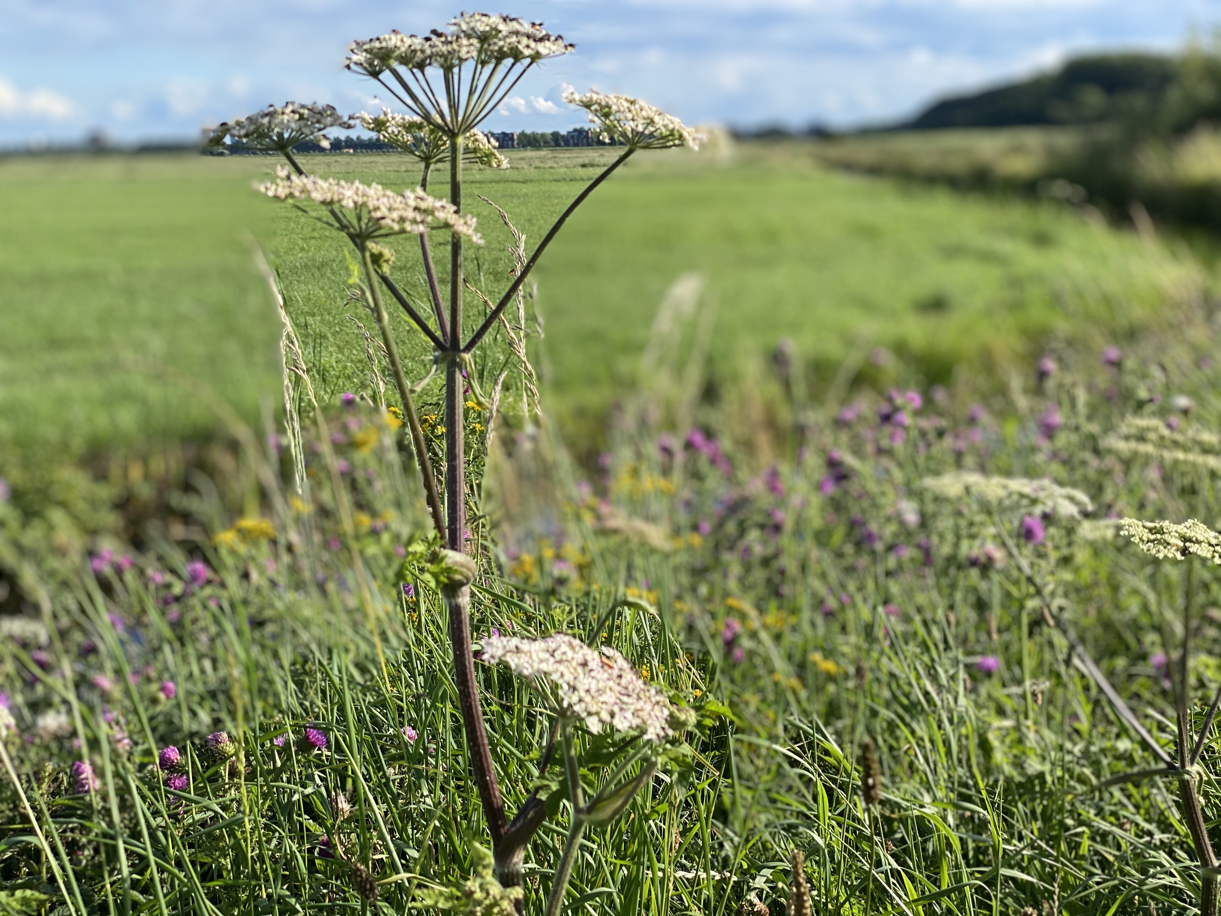 Uit zicht in Stadshagen