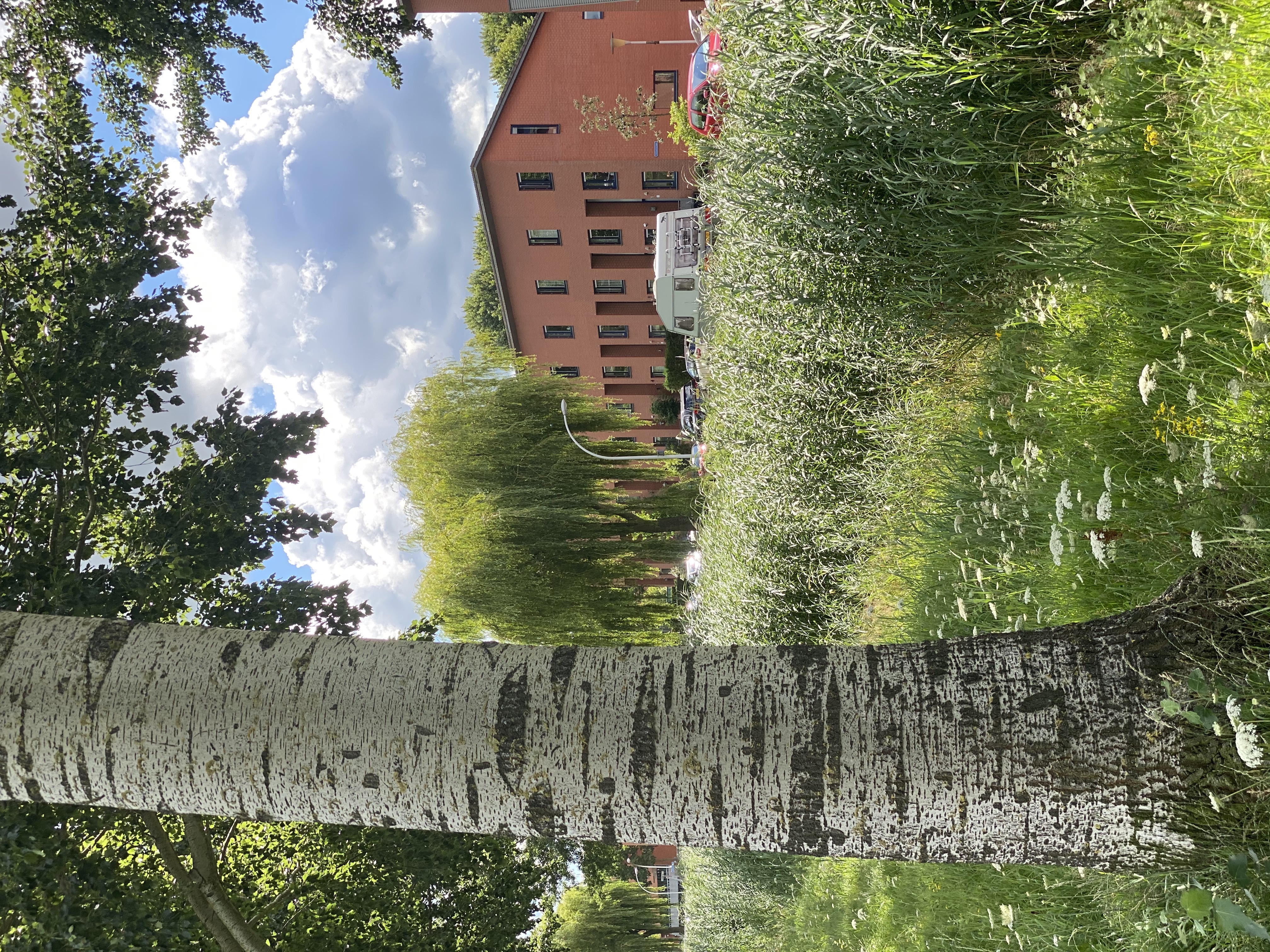 Boom met achtergrond