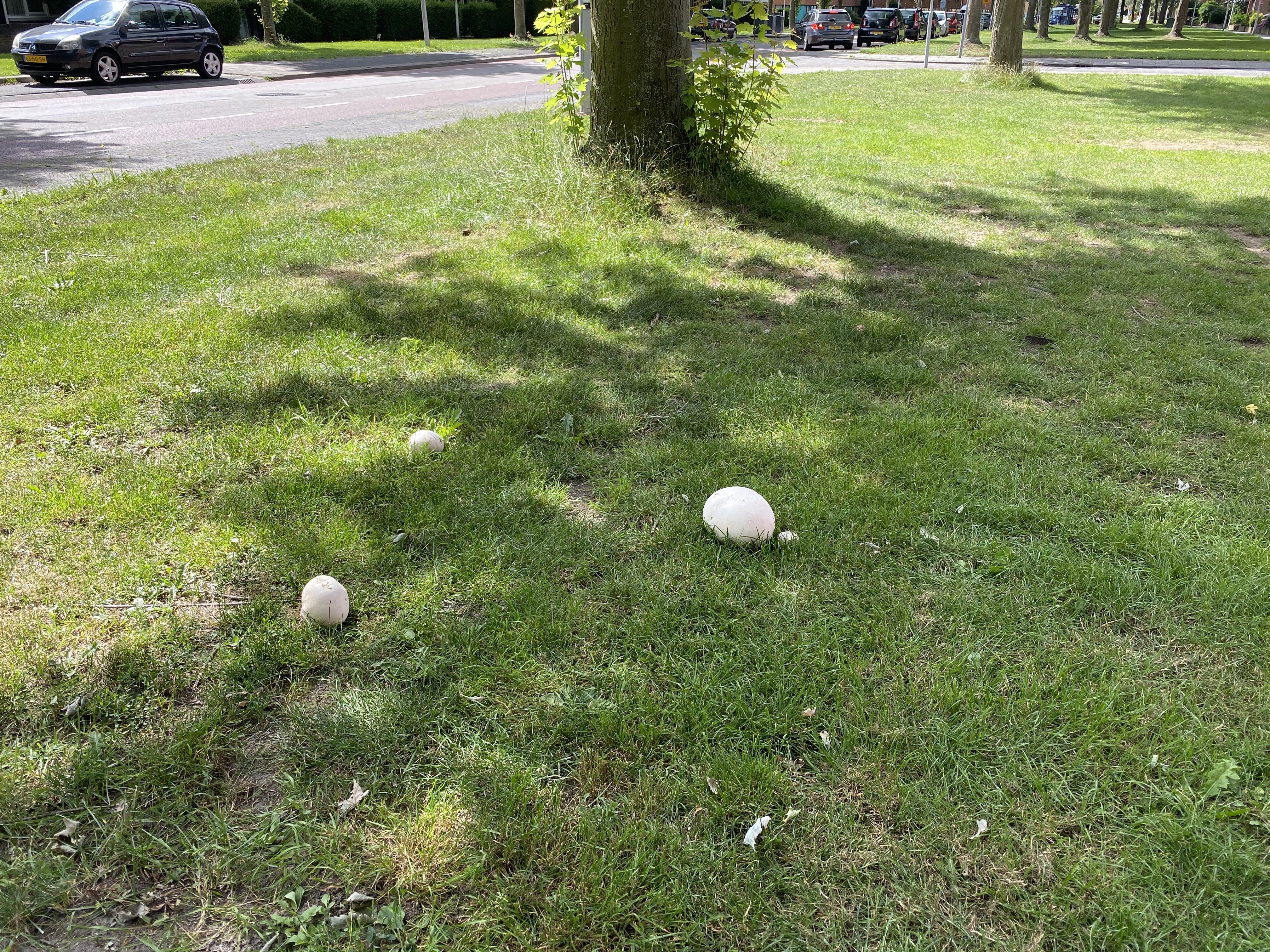 Paddestoelen in juli
