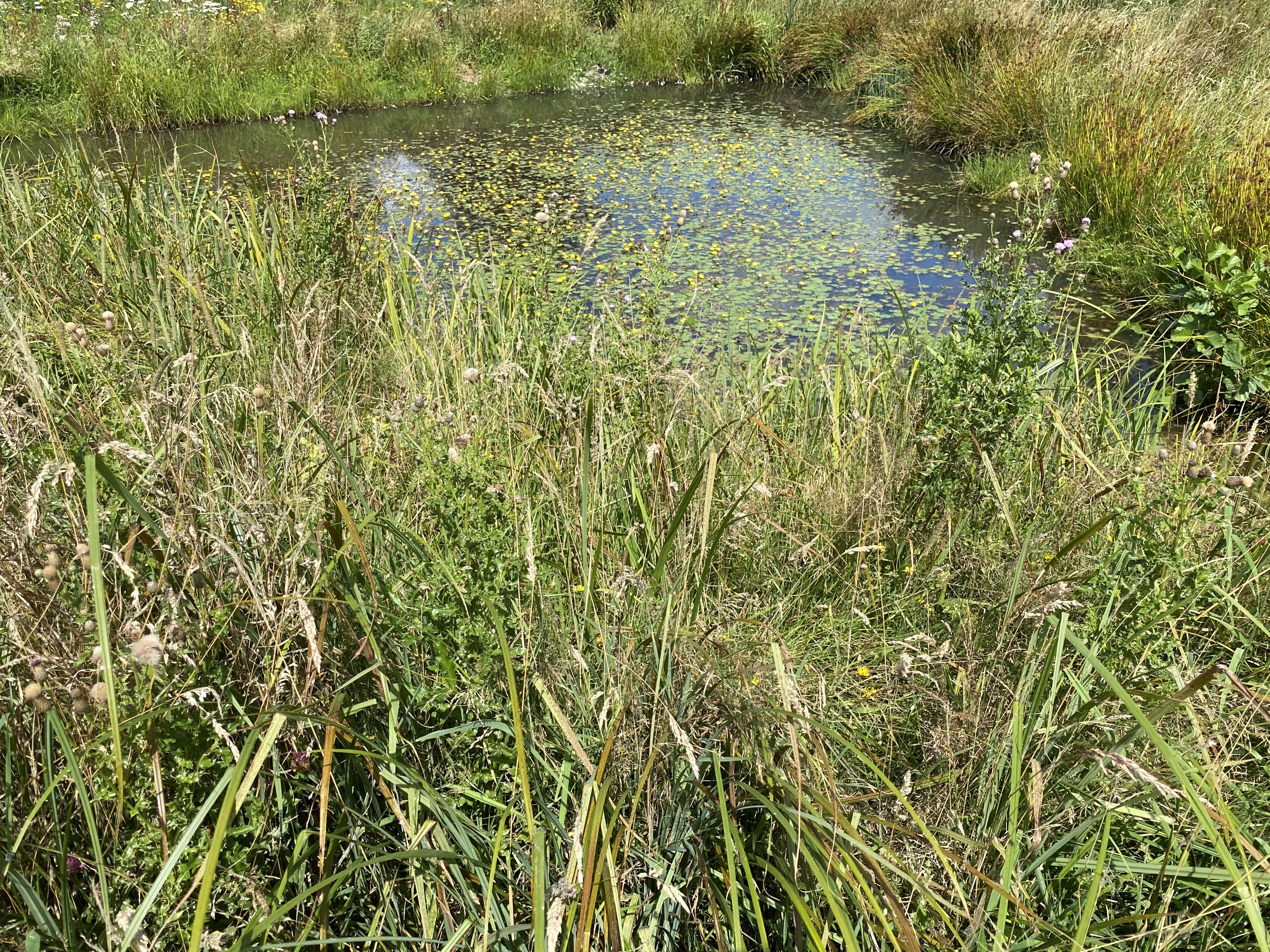 Ik zie groen en geel