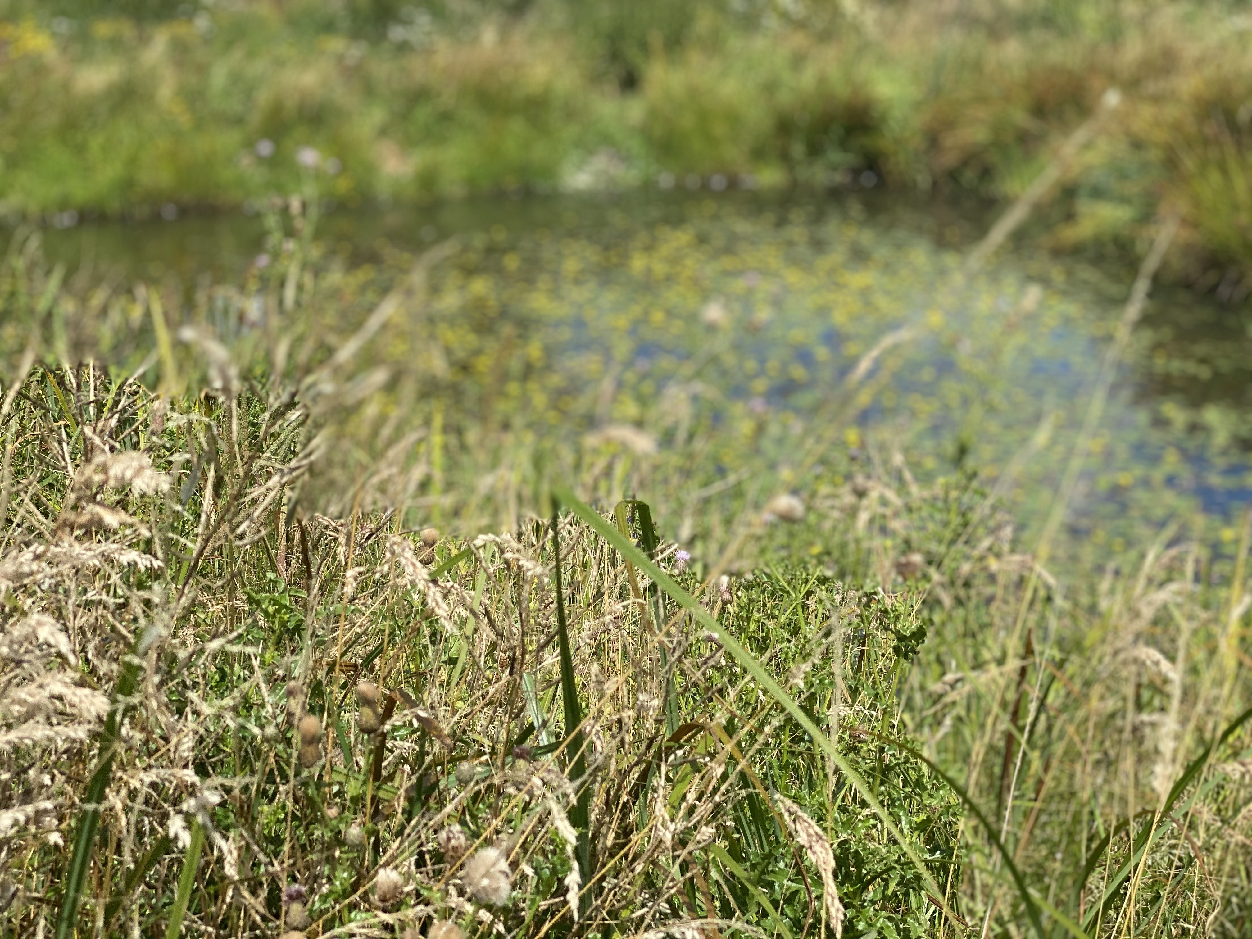 Herfstkleuren in de zomer