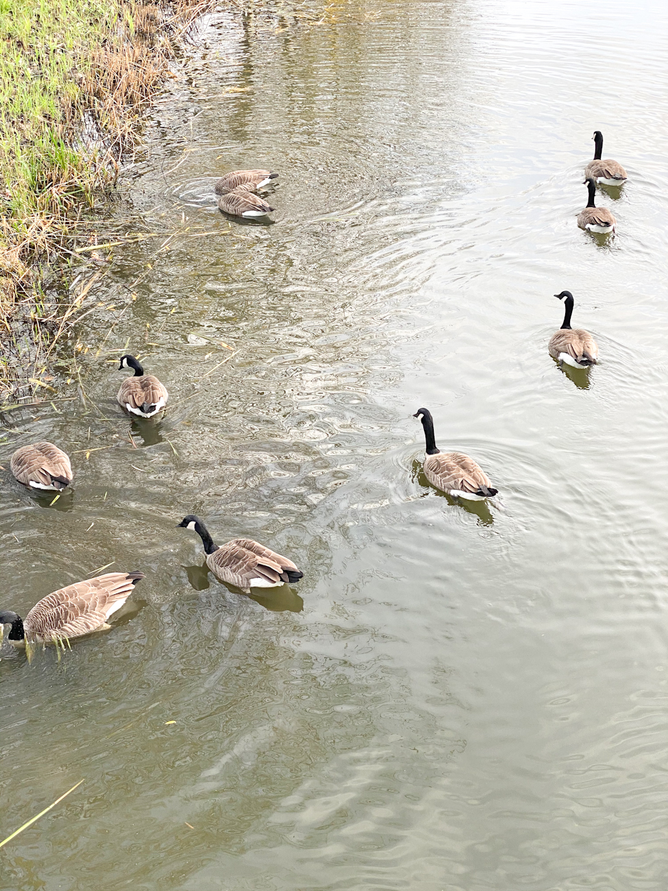 Zwemmen in het water