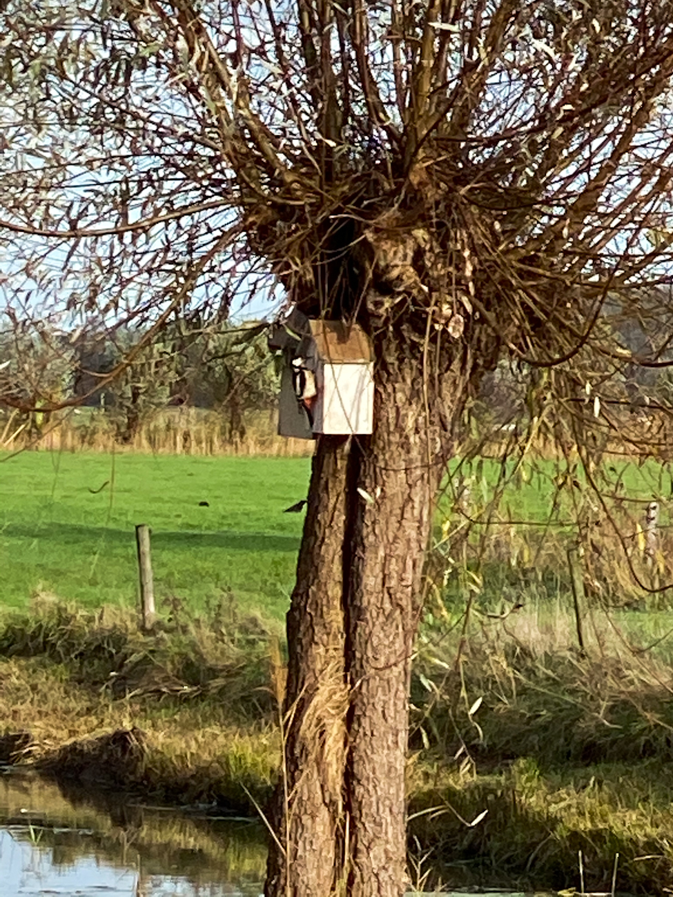 Specht aan het spechten