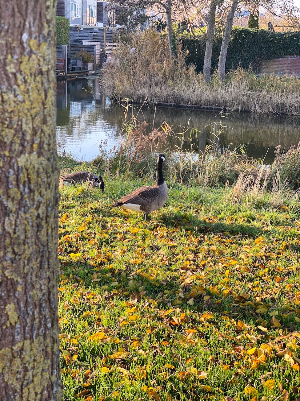 Leven aan het water (close)