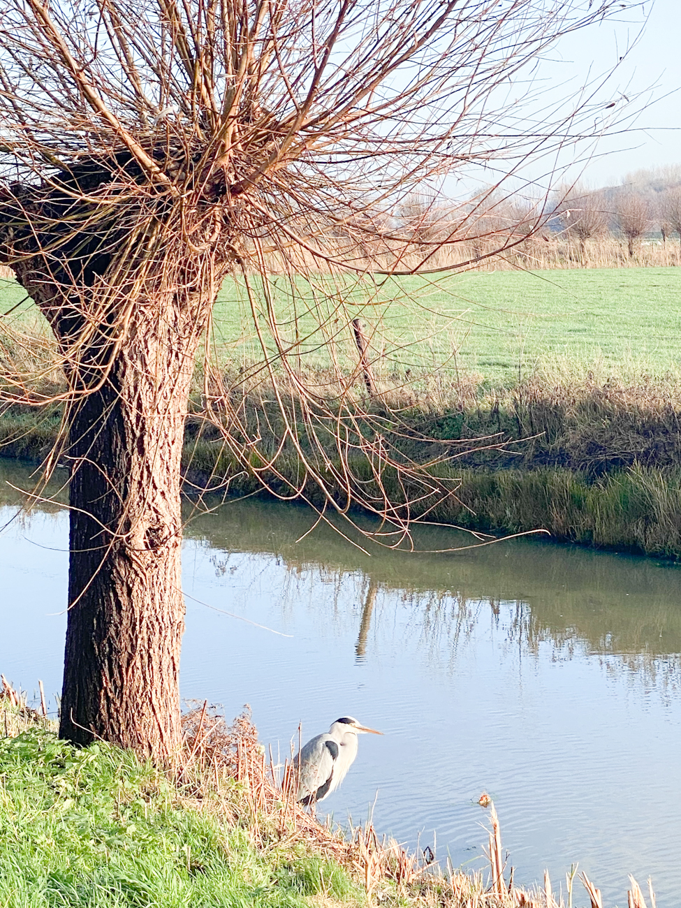Reiger aan het water
