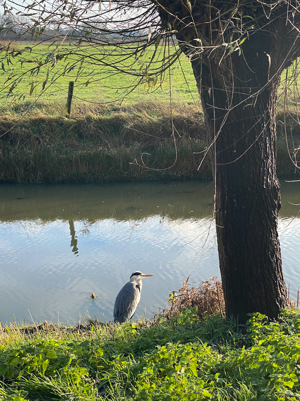 Reiger te gast
