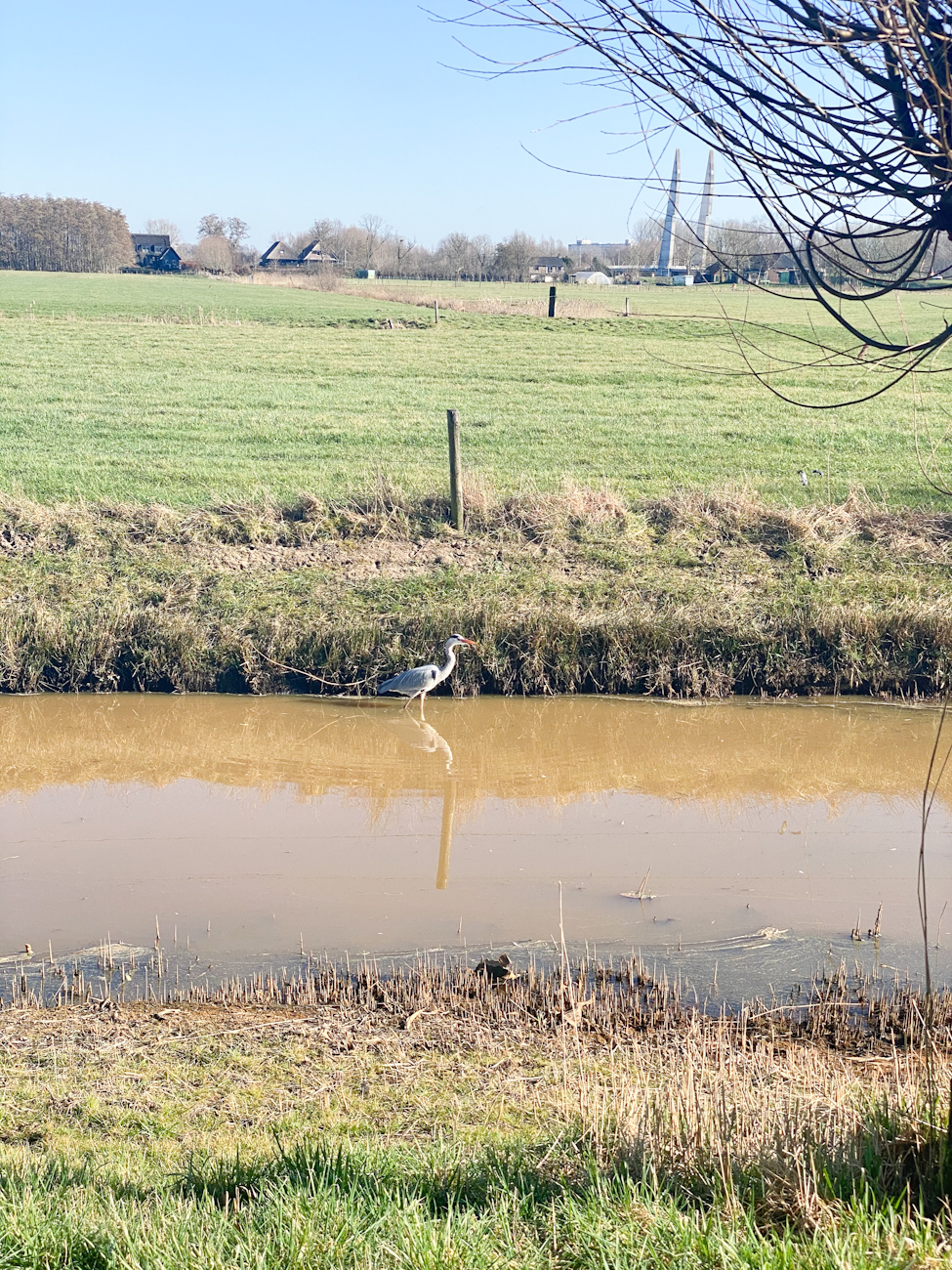 Reiger op stap