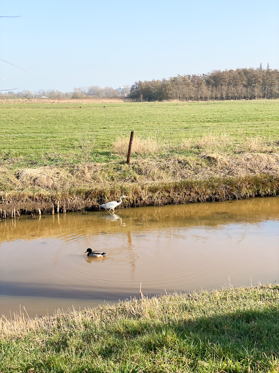 Reiger op onderzoek