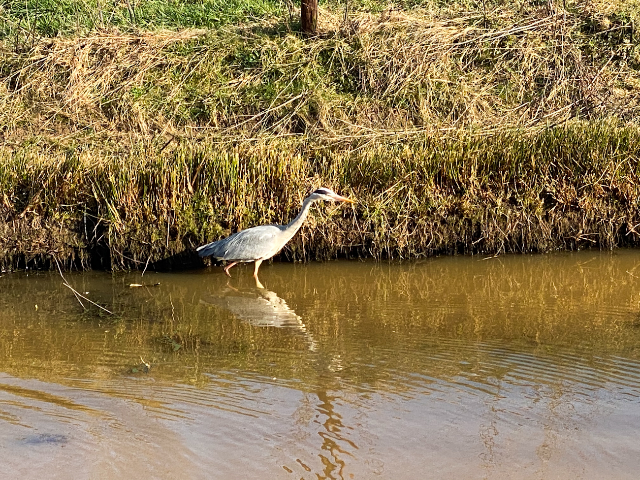 Reiger: wat zie ik?